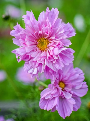 COSMOS Double Click Rose Bon Bon